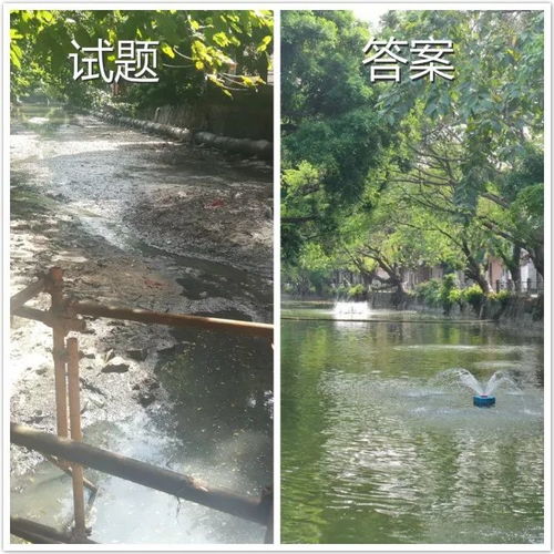 叮！這是東莞水污染治理的答卷，請您閱卷