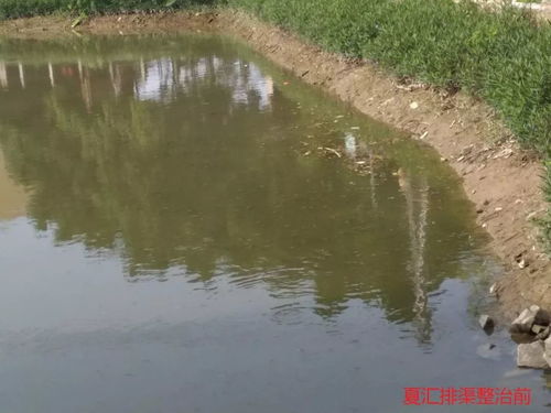 叮 這是東莞水污染治理的答卷，請您閱卷
